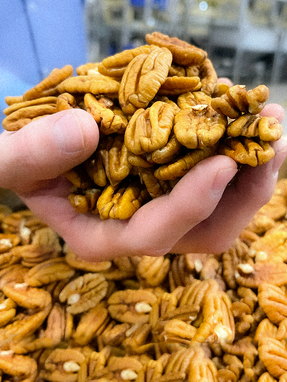 Pecan shipments up this year