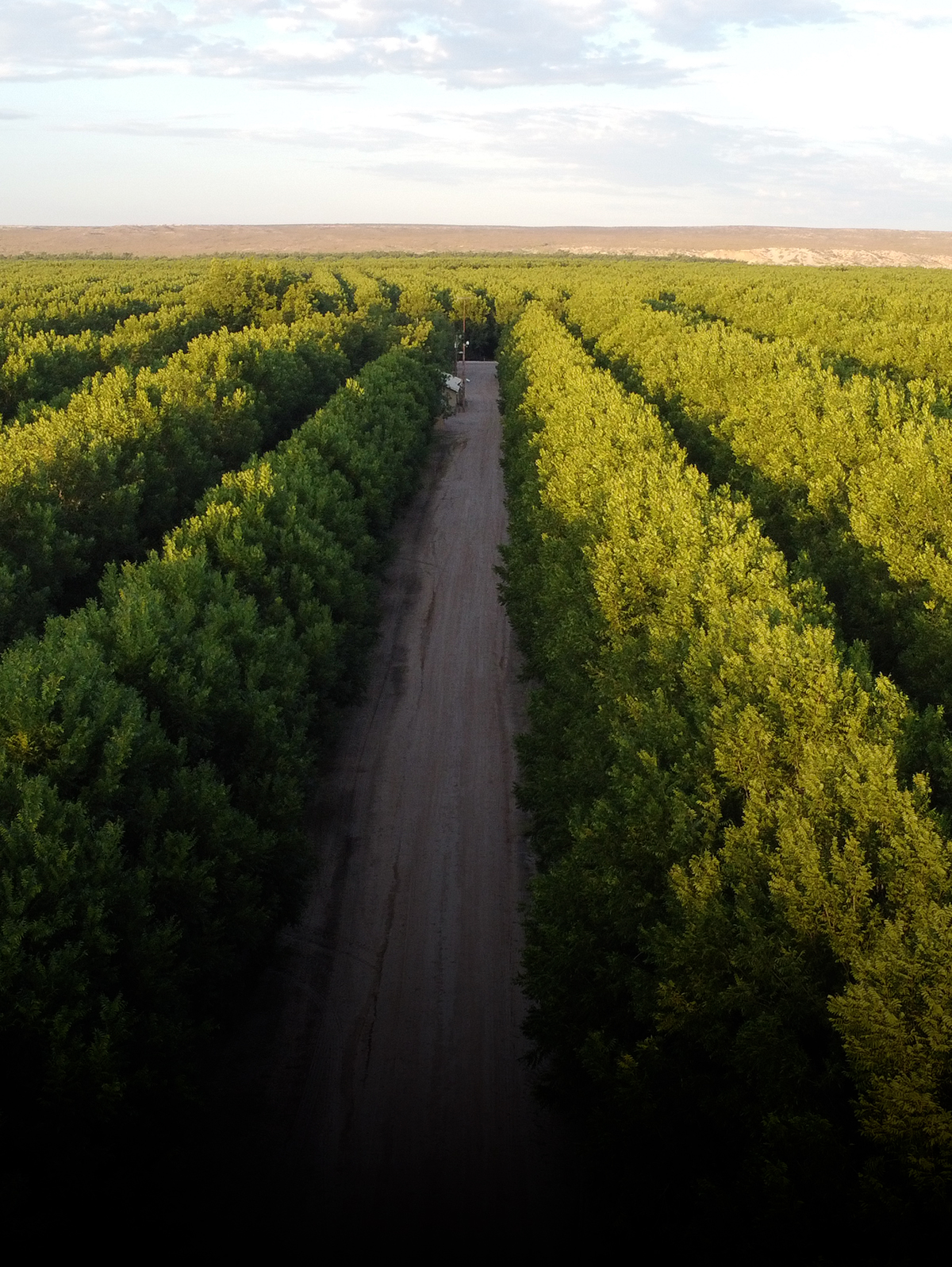 May Matters: A Big Month for Pecan Trees!